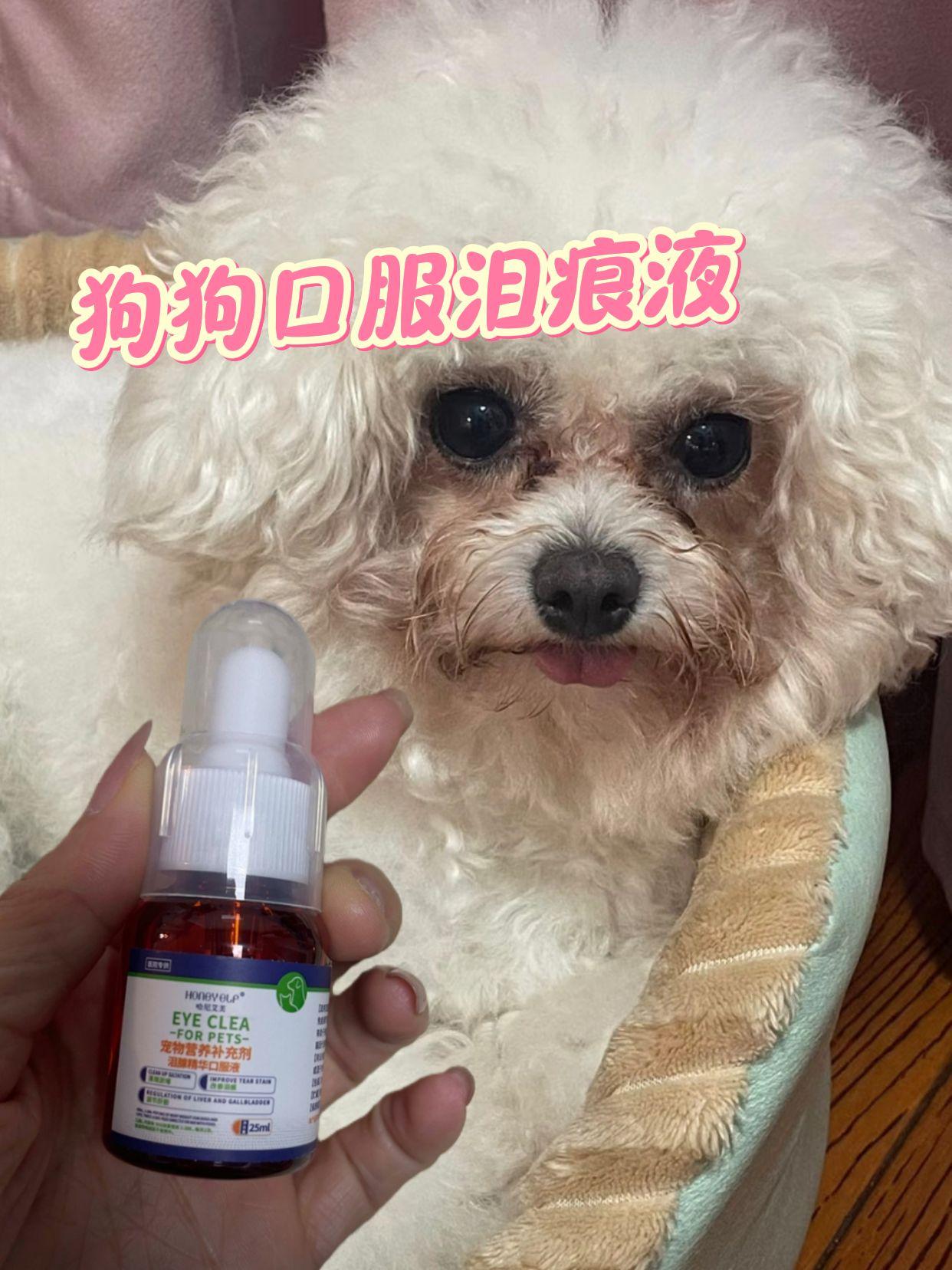 #养狗人 #萌宠出道计划 #狗狗泪痕#泪痕口服液#养狗经验分享
