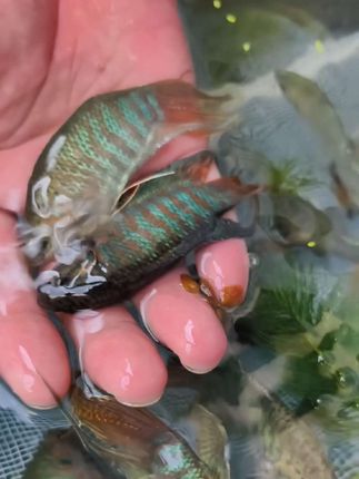 #水族 #观赏鱼 #菩萨鱼#布鱼#鳑鲏婆 本土斗鱼