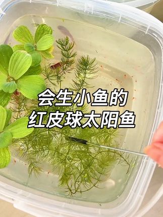 会生小鱼的红皮球太阳鱼,不用打扰,不用过滤,随便拿个容器就能养活,关键还能每月给你生一窝小鱼#养鱼日记 #观赏鱼#玛丽球 #生态缸
