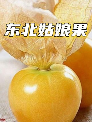 这东北孩子的快乐都是这个#姑娘果 给的!每一口都嘎嘣脆,还爆汁,没吃过的宝了一定要尝尝!#解馋 #快来一起尝个鲜 #姑娘果 #水果!