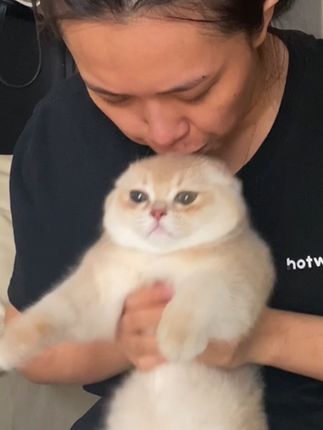 小猫今天立大功 #小猫咪一次撒娇换来一生荣华 #你难道不想拥有一只猫咪吗 #萌宠计划 #吸猫