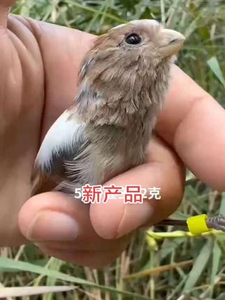 #黄豆鸟食