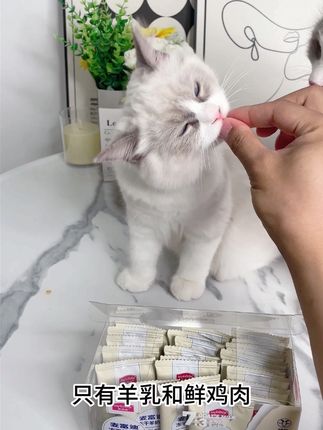 两个月的小猫正处于换牙期,因为牙痒痒不适,所以会出现老是咬人的情况,一定要及时纠正,经常磨牙#萌宠好物#萌宠出道计划 #科学养宠攻略 #新手养猫#好物推荐🔥