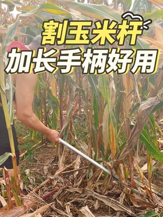 割玉米杆,加长手柄好用又便宜。#三农 #原创视频 #镰刀 #玉米镰刀 #割草刀