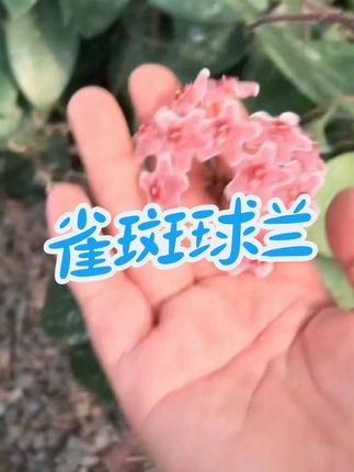 #家庭养花 #雀斑球兰 #花卉绿植 #绿植盆栽 #吊兰盆栽