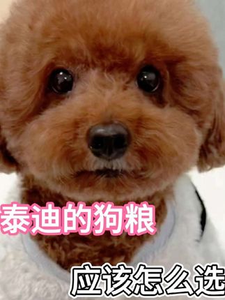 泰迪的狗粮应该怎么选#泰迪 #狗粮 #狗粮推荐 #狗粮测评 #狗狗