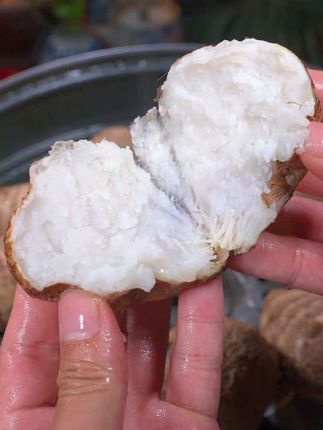 云南高山牛奶小芋头现挖现发软糯香甜应季香芋芋艿当季新鲜小芋头#芋头#牛奶芋头#生鲜#新鲜