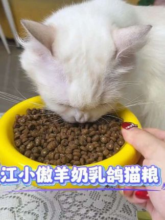 给你家小猫多吃羊奶乳鸽猫粮,身体壮壮少生病#江小傲羊奶乳鸽猫粮 #江小傲 #江小傲烘焙猫粮 #猫粮推荐 #亚宠展