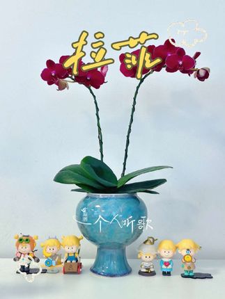 #蝴蝶兰 拉菲,6cm中花,经典品种,通体暗红色,满满的高级感🧚♂️🍀~~你偏要满腹城府胜我一筹,我便心无城府倾尽所有。我可以破碎,但不能枯萎。到最后我宁愿该反省的是我的见识与眼光,而不是我的真诚与善良🧚♀️🌿#当我们与植物相处时 #养花我是认真的 #介绍一下我的植物们