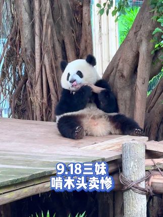 9.18墩墩到点不来收三妹,“饿”得三妹啃木头卖惨哈哈#大熊猫奇三妹 #大熊猫 #重庆动物园