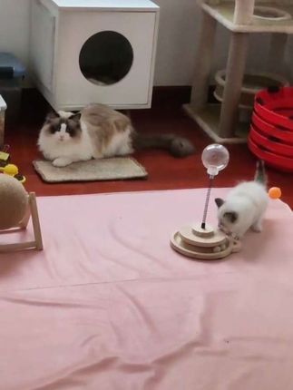 #创作者中心 #创作灵感 #萌宠出道计划 #猫的迷惑行为