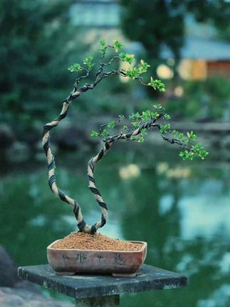 #上热门 盆景蟠扎造型,盆景造型铝丝,#盆景制作 #盆景艺术 #园艺生活