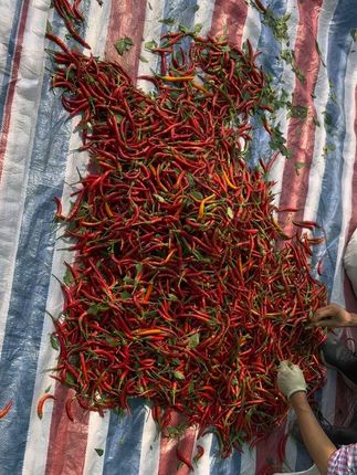 #辣椒🌶 #小米辣 辣劲十足并且辣中带香,辣香味非常浓郁,都是当季当天采摘的新鲜小米椒。