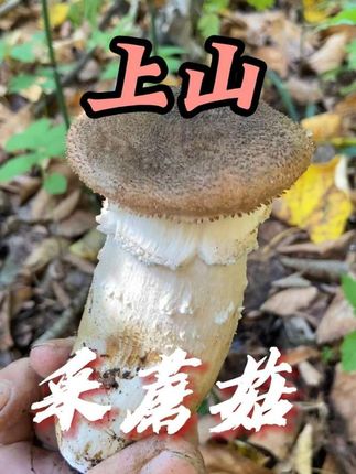 天晴了 雨停了  山里的蘑菇多的不得了 咱们赶紧进山去林子里转转吧#野生菌 #户外 #上山采蘑菇 #大自然的馈赠 #徒步