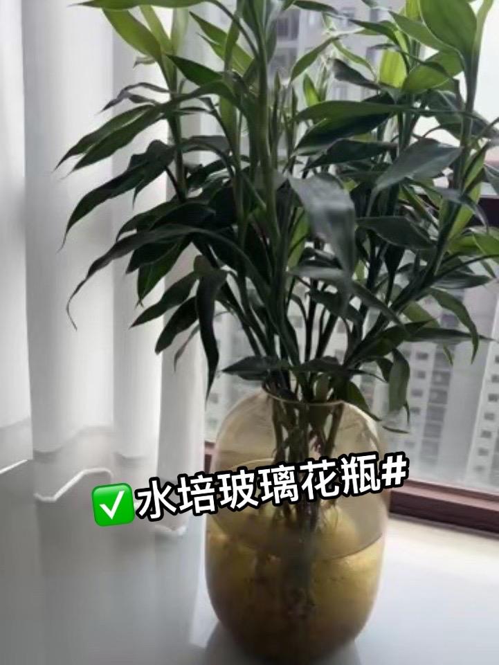 最满意的一个花瓶,实物特别高级,有条件的也可以插鲜花,瞬间提升了一个档次,都快去冲这个花瓶#花瓶摆件 #花瓶 #绿植 #每日分享 #同款好物在橱窗