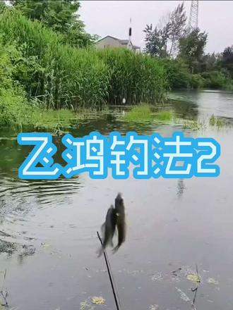 野钓方法很多,我唯爱飞鸿钓法 #飞鸿钓法 #野钓技巧 #鱼获满满
