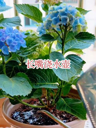 #喷水壶浇花神器 #爱生活爱养花 #养花小知识 #花卉绿植