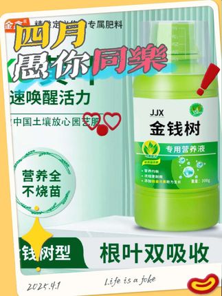金钱树养的好,寓意美好净化空气,养分供给很重要#金钱树 #养花小知识 #室内绿植#一直回购的好物 #在抖音入手的好东西