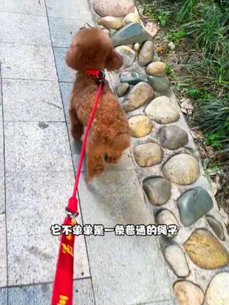 狗狗牵引绳细P专业训犬绳训狗遛狗通用】#宠物用品 牵引绳