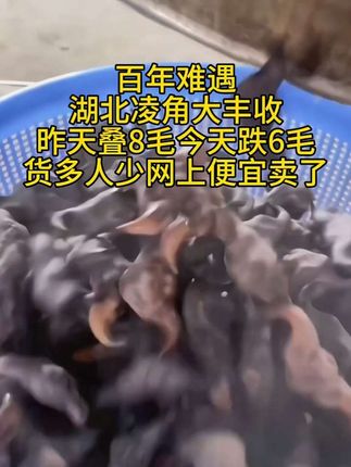 湖北洪湖老凌角粉糯香甜!好吃到停不下来#凌角 #湖北凌角 #快来一起尝个鲜 #绿色食品 #洪湖凌角