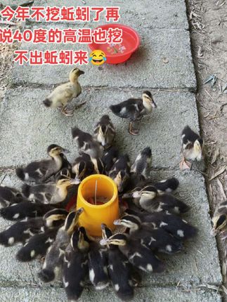 快来数鸭子😂😂天热炎热,一定要做好防暑工作!让你家的小宠有个凉爽的夏天!#鸭子