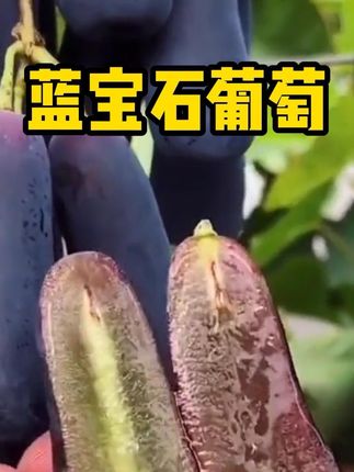 又脆又甜的蓝宝石葡萄开园啦#蓝宝石葡萄 #葡萄熟了 #优质农产品 #三农 #脆甜多汁