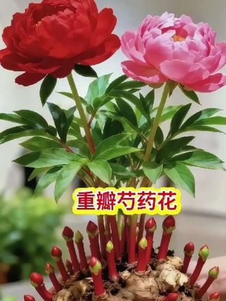 #芍药 #芍药花 #家庭养花 #绿植花卉 #花卉植物