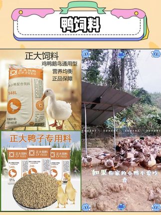 正大牌小鸭饲料养鸭专用颗粒料钓罗非鱼打窝小鸭开口料柯尔鸭整包#三农养殖 #养殖技术 #农村创业养殖 #鸭 #养鸭