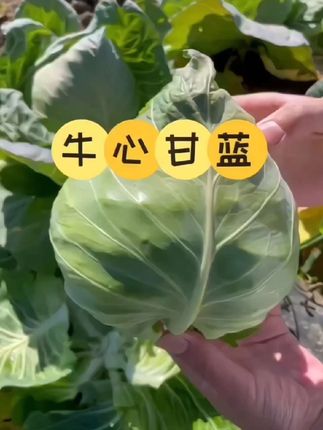 #创作灵感 #牛心甘蓝#牛心包菜#现摘现发