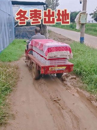 #大荔冬枣天下百果王 #大荔冬枣 #冬枣 冬枣出地 实属不易