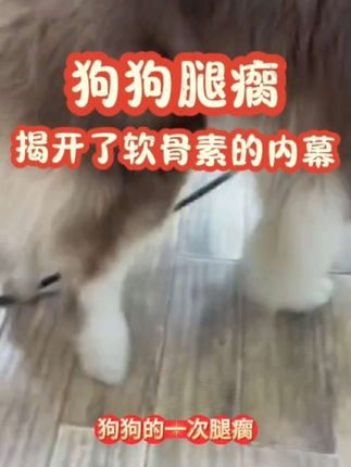 狗狗腿瘸了 走路一瘸一拐的#狗狗关节炎 #狗狗腿瘸 #狗狗关节养护 #狗狗腿疼 #狗狗一瘸一拐