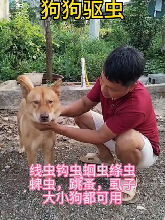 夏天养狗要注意,狗狗挑食,厌食,不爱吃东西,光吃不长,频繁抓挠身体,我们要给它做好,#驱虫 #狗狗驱虫