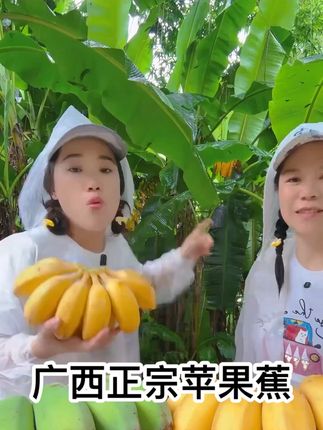 #广西苹果蕉 #果园直发 #原产地直发水果 #苹果蕉 #香甜软糯 广西正宗苹果蕉香甜软糯优质农产品。