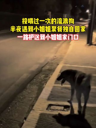 #你知道我最害怕一个人天黑#金海心新歌 投喂过一次的流浪狗,深夜遇到小姐姐聚餐独自回家,一路护送到小姐姐家门口 #狗狗是生活的解药 #流浪狗 #万物皆有灵性