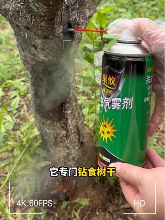 果攸擒天牛#果树管理 #树心虫克星 #天牛克星