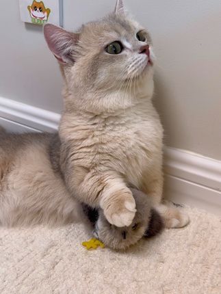 经常抓小肥啾的小猫咪都知道#萌宠好物 #猫玩具 #猫猫算是把日子过明白了 #小猫要一辈子崇拜你了 #养猫人