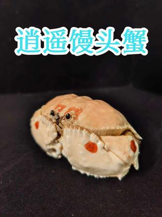 今天教大家怎么用家里不吃的螃蟹来做一只螃蟹标本#螃蟹标本制作 #海洋生物 #海鲜新做法