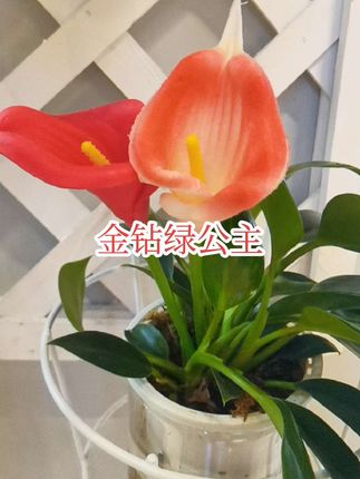 #金钻绿公主#爱生活爱养花 #家庭养花 #养花 #绿植盆栽