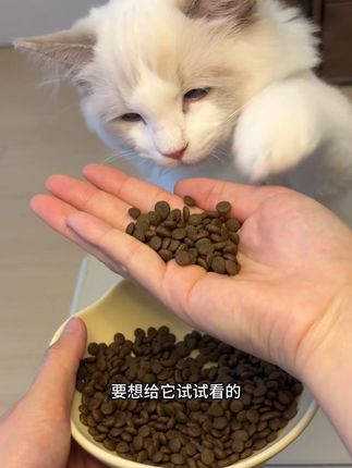 跟着猫舍朋友偷偷喂的鱼油猫粮,没想到这小猫毛发一整个大变化!!#养猫经验分享 #科学养宠攻略 #萌宠好物 #麦富迪舒然