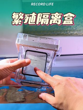 这款做工精美结实的隔离盒,只要你喜欢养鱼,就一定会喜欢 #养鱼日记 #强烈推荐