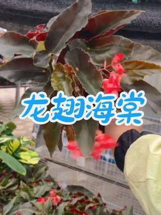 #花卉绿植 #龙翅海棠 #家庭养花 #阳台养花 #爱生活爱养花
