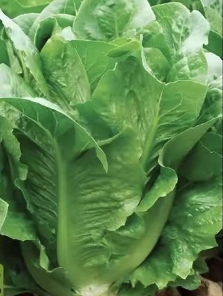 #孔雀菜种子 #蔬菜种籽 #阳台小院盆栽均可种植 #自己种的纯天然的绿色蔬菜 #热门