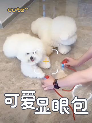 #铲屎官的乐趣