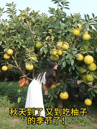 福建平和三红柚子红心柚时令水果蜜柚应季水果产地直发新鲜水果 #福建平和红心蜜柚 #红心蜜柚 #平和红心柚子 #福建平和琯溪蜜柚 #柚子
