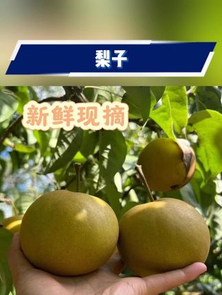 #梨子 #应季水果 #老树黄花梨 #梨 #新鲜梨子 【顺丰直发】四川老树黄花梨梨子新鲜现摘脆甜多汁