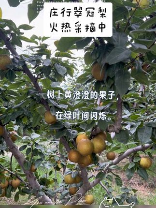 庄行翠冠梨火热采摘中,新鲜采摘,脆嫩多汁#口感特别好 #新鲜采摘 #优质农产品