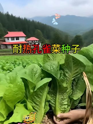 #孔雀菜种子 #蔬菜种子 #超便宜超划算 #绿色蔬菜
