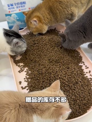 宽福乳鸽猫粮大大大羊毛!刷到的赶紧薅!真是大漏特漏了! #宽福 #宽福猫粮 #猫粮推荐 #猫粮