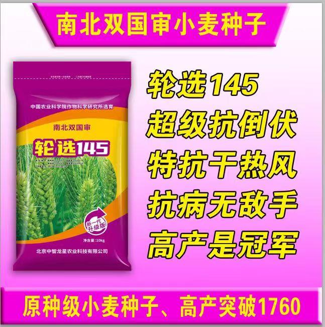 高抗病强抗倒,轮选145