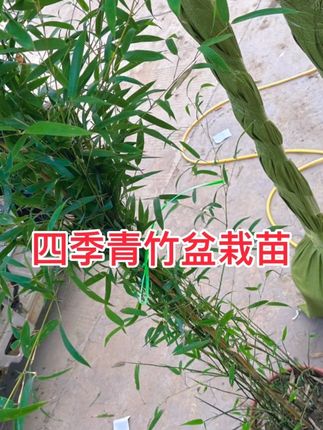 四季青竹 四季青竹丛生盆栽苗